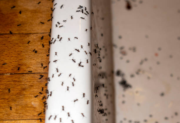 Best Termite Control Services  in Manistique, MI